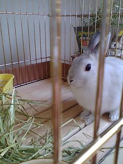 あんこも食べてるよ