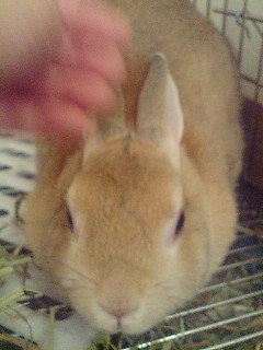 甘えん坊エルメス
