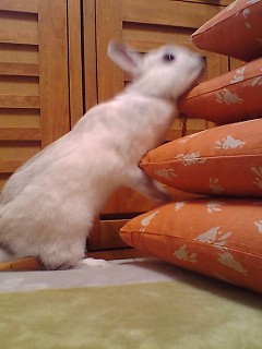 あごすりすり