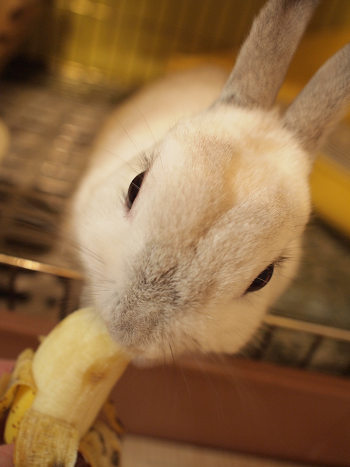 パフ
