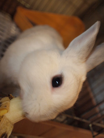 だいふく