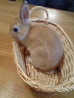 チェイス、またね2