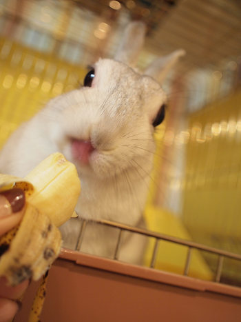 あんこ