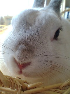 ブラシ後のだいふく