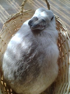 測定中のパフ
