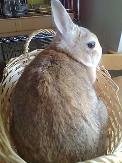 測定中のエルメス