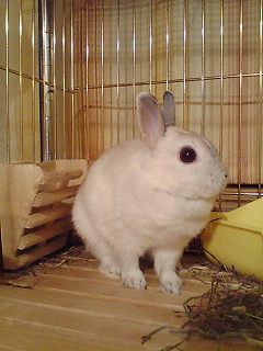 お耳でうかがってる