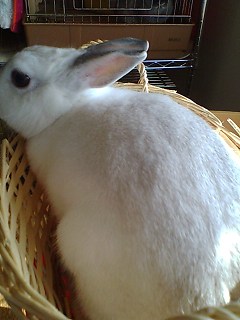 測定中のだいふく