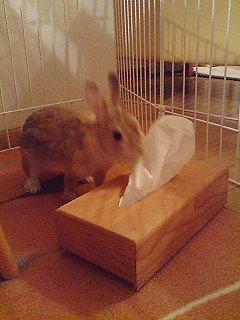 エルメスとティッシュ1