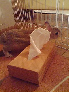 エルメスとティッシュ2
