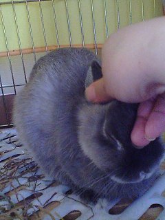 なでなでうっとり