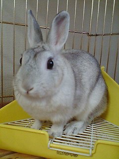 まだら2号