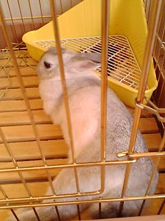 まったりあんこ