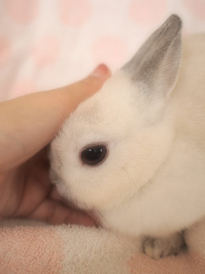 あまえたちゃん