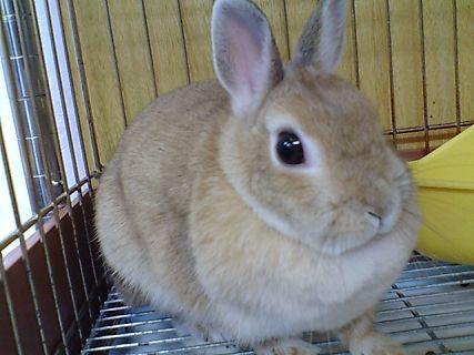 きなこ1歳1