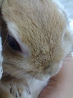 きなこ1歳2