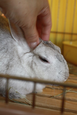 耳、こってますか？