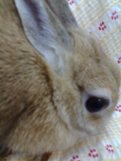 きなこ1歳3