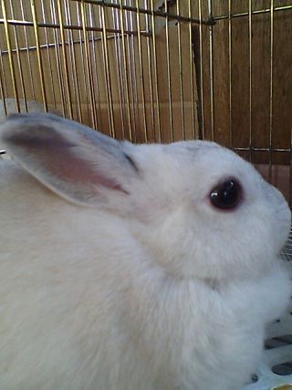 はなちゃん2