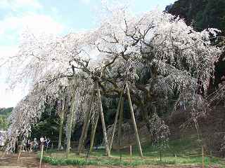 桜の優しいピンク色が好きです