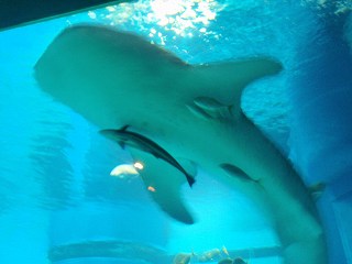 えへへ、うちの娘たちみたい♪