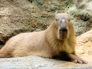 人気のキャラクターみたい。(*^。^*)