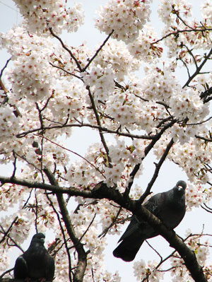 ハトと桜