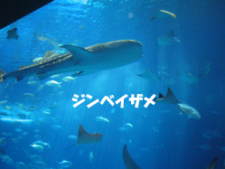 IMG_3088のコピー.jpg