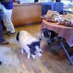 ミニブタちゃん。