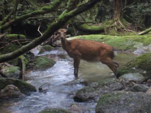 090821yakusima-1.jpg