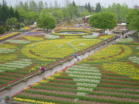 富山のチューリップ（２）