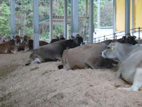 モクモクファームのジャージー牛