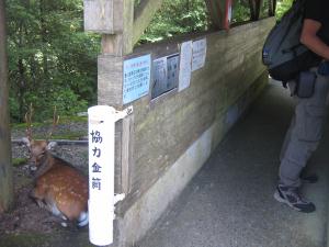 090821yakusima-7.jpg