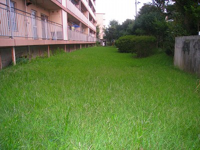 8/16の３号棟、芝刈り前