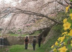 井出の桜2