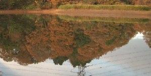 池の紅葉