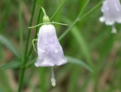 ツリガネニンジン２