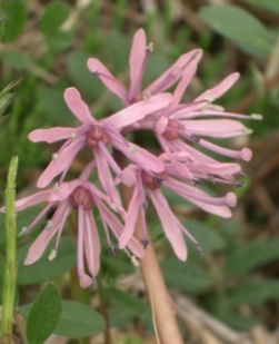 ショウジョウバカマ