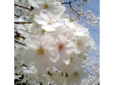 sakura