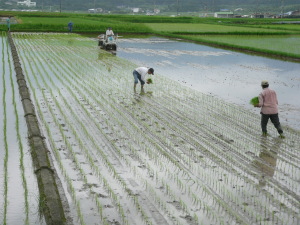 田植え２.jpg