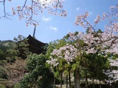 瑠璃光寺の桜.JPG