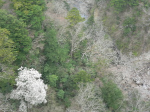 吊橋桜.jpg