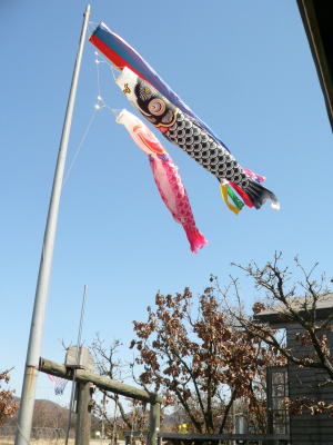 koinobori.jpg