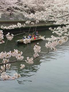 おはなみ