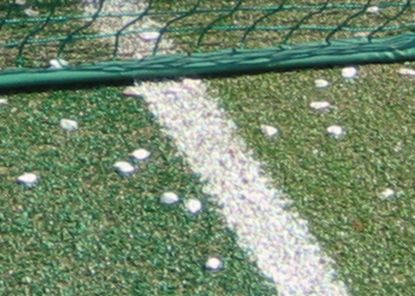 テニスコート・花びら。