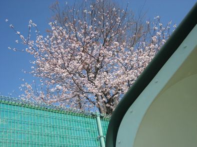 テニスコート・桜。