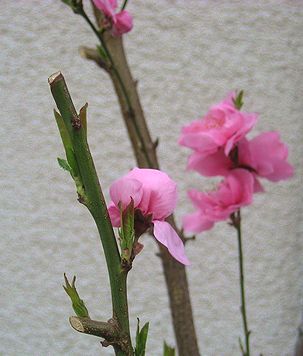 謎の花・咲いた。