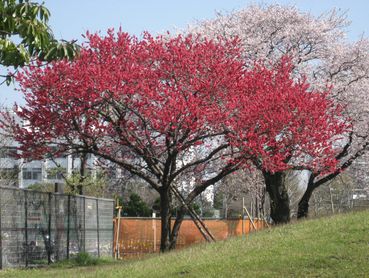 テニスコート・山桃。