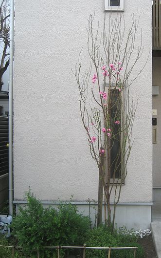 謎の花・木。