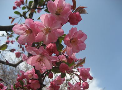 ２０１１お花見・桜。